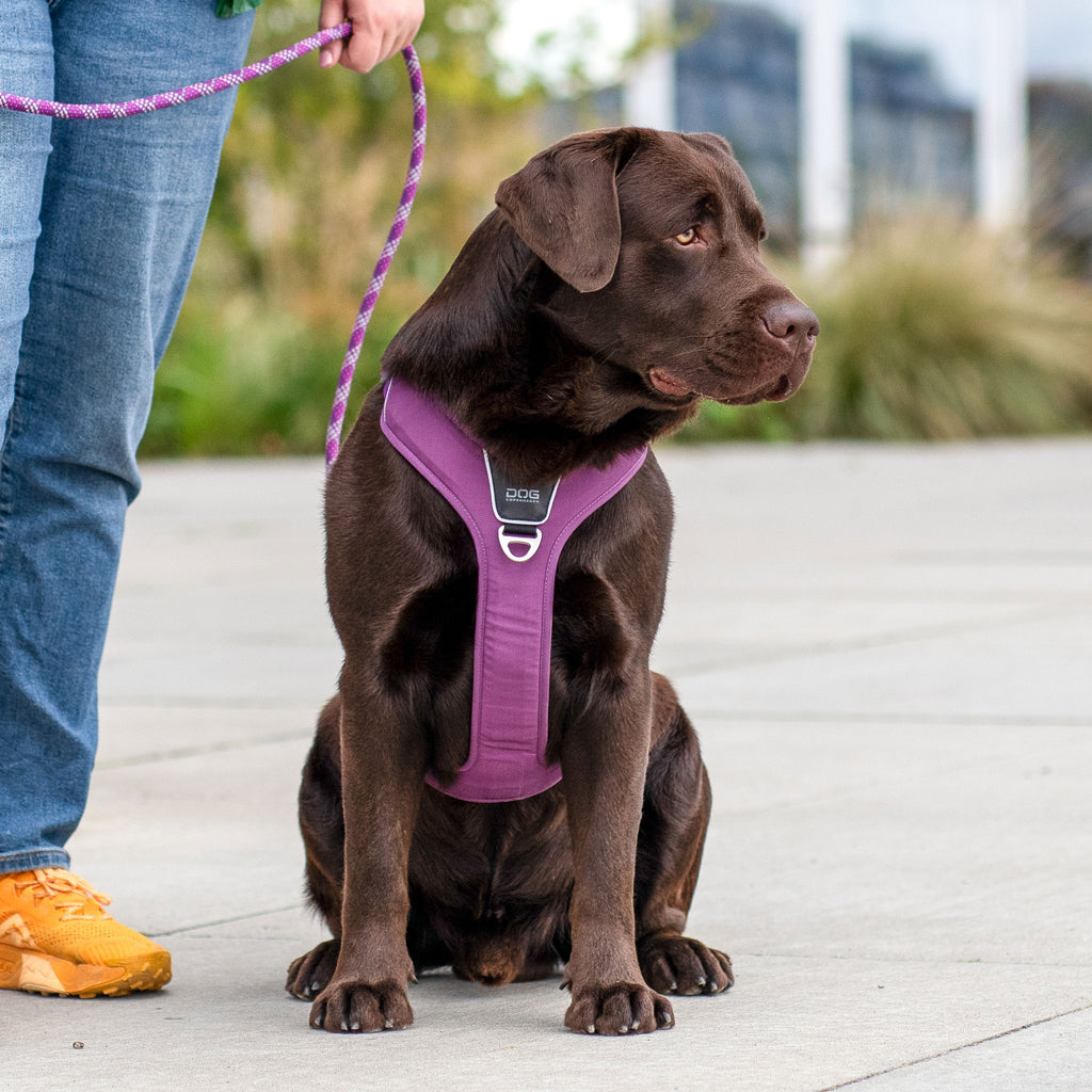 Dog Copenhagen Comfort Walk Pro™ Harness