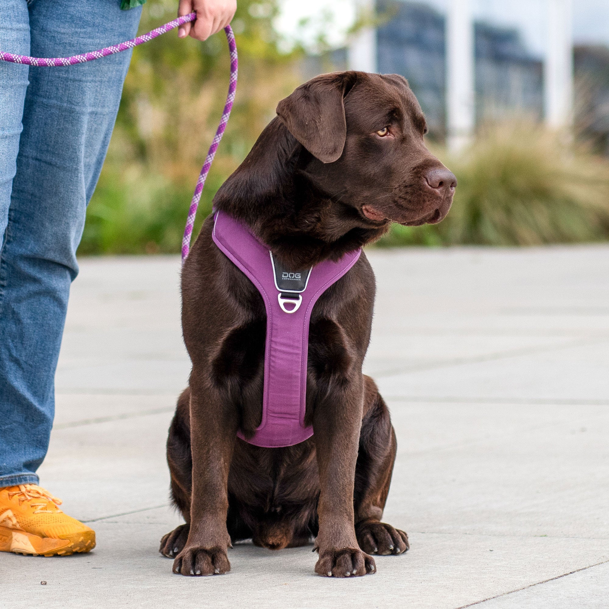 Dog Copenhagen Comfort Walk Pro™ Harness